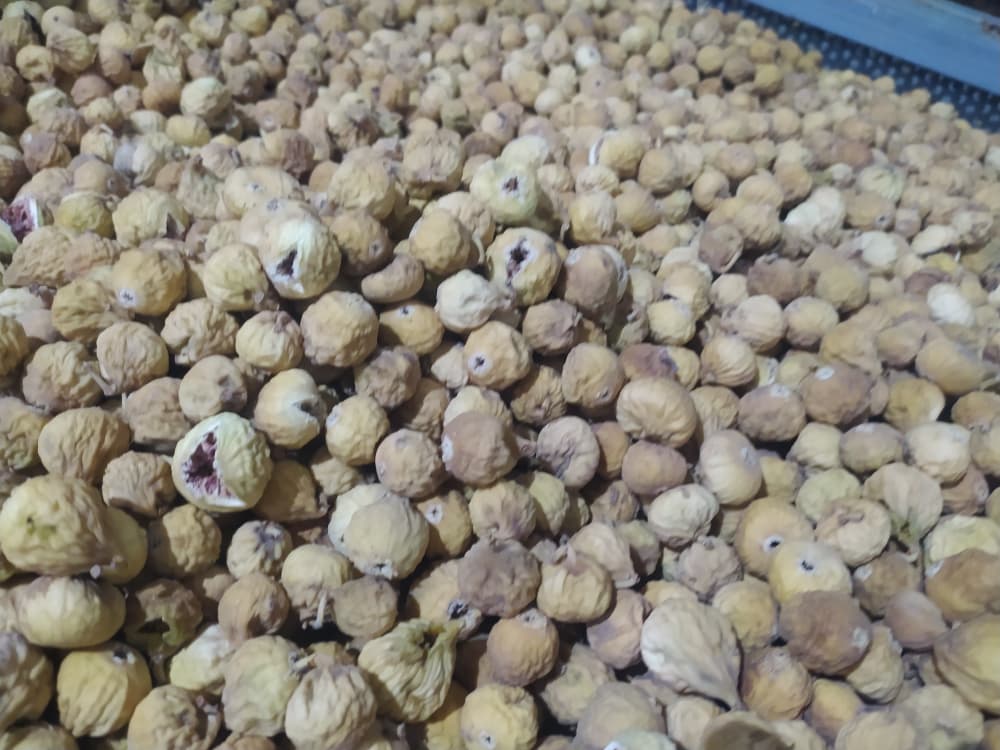 عرضه انجیر باکیفیت و مرغوب استهبان